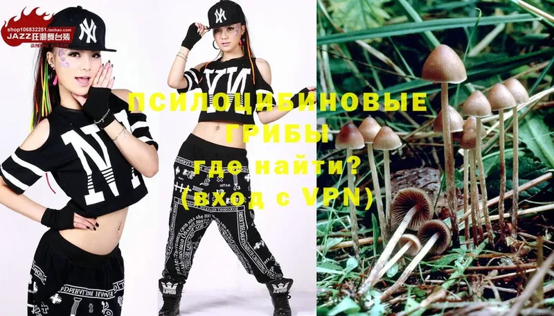 Псилоцибиновые грибы Psilocybe Ахтубинск
